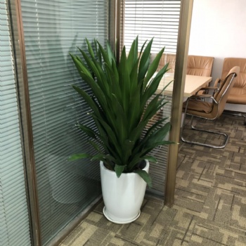 天河區(qū)辦公司植物租擺 廣州鮮花綠植室內(nèi)外綠化、綠植租擺綠植批發(fā)
