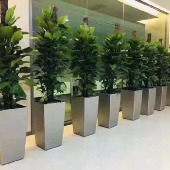 黃埔區室內綠植租擺服務 酒店租花公司 廣州綠植租憑 價格實惠