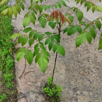 欒樹袋苗 黃山欒樹杯苗 臺灣欒樹容器苗