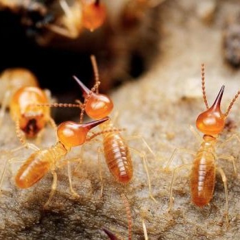 福州有害生物防治公司專業(yè)滅鼠滅白蟻滅蟑螂