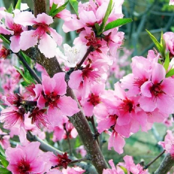 長沙春游、踏青、植樹賞花就來胖仔農(nóng)莊一日游