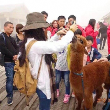 全國動物展覽動物出租動物表演動物租賃