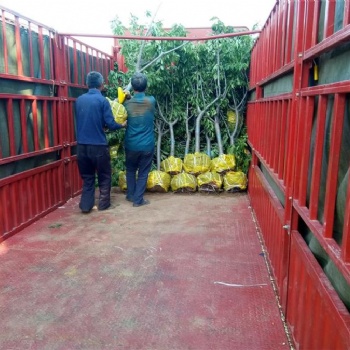 河北櫻桃苗 石家莊櫻桃苗 贊皇櫻桃苗 鮑家灘櫻桃苗 保定櫻桃苗 滿山紅櫻桃苗批發