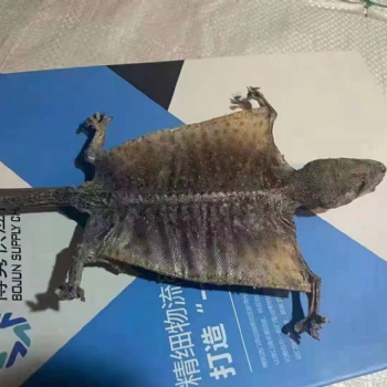 河北安國蛤蚧報關代理