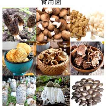 食用菌烘干機(jī)羊肚菌烘干機(jī)野生菌烘干機(jī)