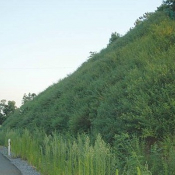 河北礦山道路邊坡綠化防護噴播10年工程經驗