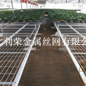 溫室花卉苗床 溫室大棚苗床