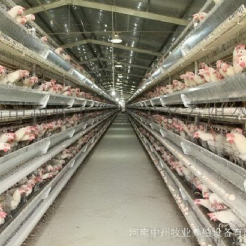 定做自動(dòng)化層疊蛋肉雞籠 三四層蛋肉雞籠 小蛋雞籠清糞養(yǎng)雞設(shè)備