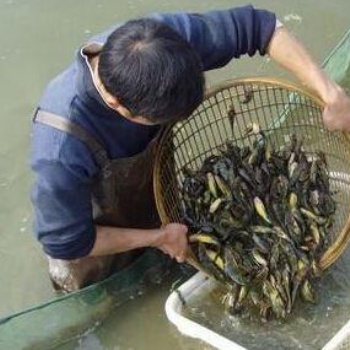 農業鮮活水產品泥鰍苗