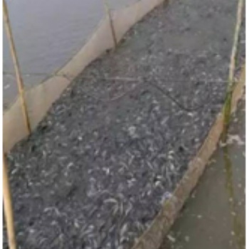 湖北漁添下水產有限公司讓泥鰍走入千家萬戶