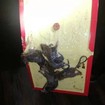 常熟滅鼠|常熟滅蟑螂|常熟滅蚊蠅|常熟滅臭蟲|常熟殺蟲|常熟消殺|常熟專業殺蟲公司