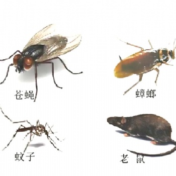 吳中滅鼠|吳中滅蟑螂|吳中滅蚊蠅|吳中滅臭蟲|吳中殺蟲|吳中消殺公司|吳中專業除四害公司