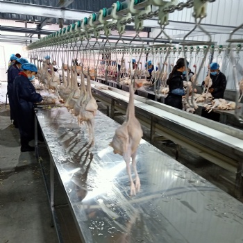 淘汰雞屠宰流水線 大肉雞屠宰生產(chǎn)線定制 家禽屠宰設(shè)備圖片
