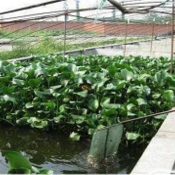 漁添下10號泥鰍 緊跟養殖新動向 潮起致富新浪花！