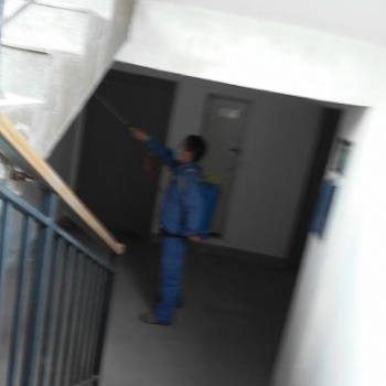 鄭州家庭滅蟑螂安全環保效果好