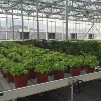 臨沂花卉溫室CH-89潮汐苗床管理方便