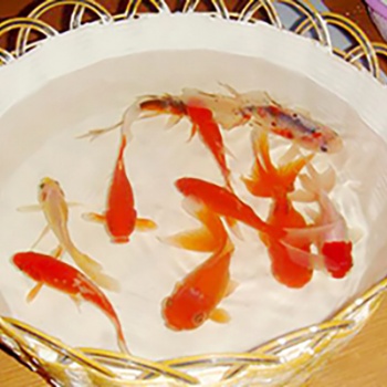 蘇州中德新亞聚合物水泥防水涂料廠家