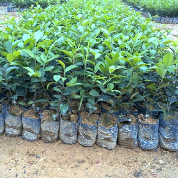 良種油茶苗 福建油茶苗 油茶袋苗 嫁接油茶苗 油茶豐產(chǎn)栽培技術(shù)