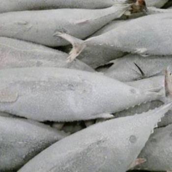 進口格陵蘭比目魚**報關進口比目魚**報關