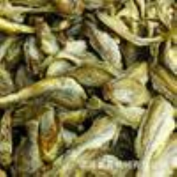 小黃魚低溫脫水設備-青島供應商-不銹鋼材質-奧普機械