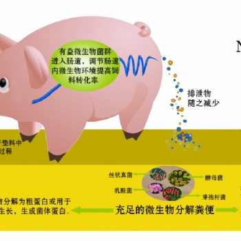 遠離臭味養“香豬”北京金寶貝幫你實現
