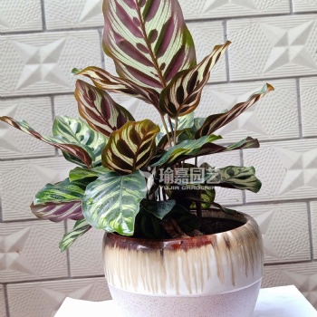 廣州綠植出租，綠植租擺，植物養護，苗場**，價格實惠！