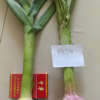 大蒜增產好產品，蒜根福，用三遍增產明顯看的見