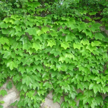 冬天綠化爬藤草種草籽批發(fā)