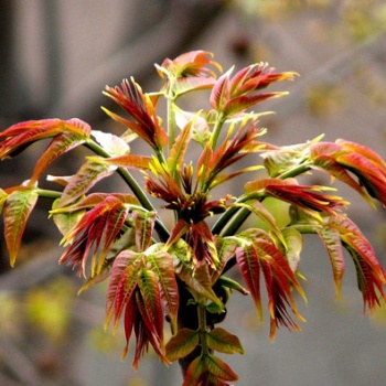 供應香椿苗和赤蒼藤苗種植場 廣西紅椿木與香椿芽苗基地
