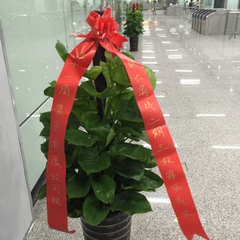 黃埔科學城鮮花綠植園林綠化盆景盆栽花卉出租銷售