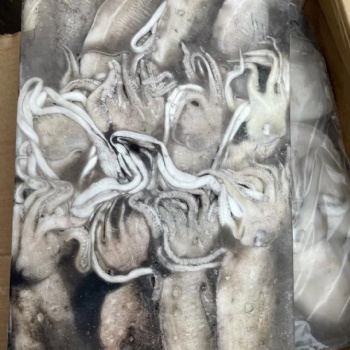 進口巴基斯坦凍墨魚**資料及注意事項