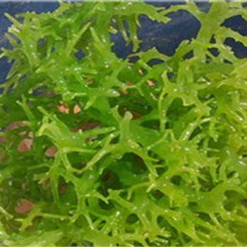 青島麒麟菜沙帶魚進(jìn)口**
