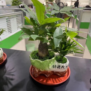 廣州辦公室綠植租擺、花卉租賃、綠植養護、綠植銷售