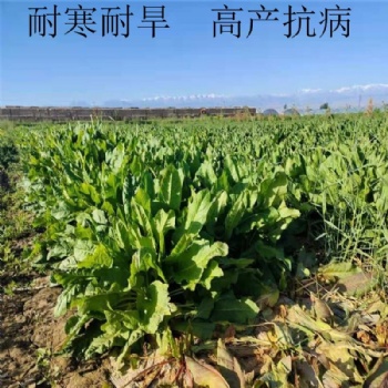 食葉草種子產量高達15噸，播種當月就能收割，一次播種可穩定高產25年