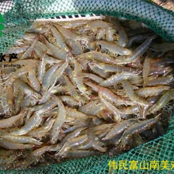 偉民富山南美對(duì)蝦養(yǎng)殖的五個(gè)優(yōu)勢(shì)