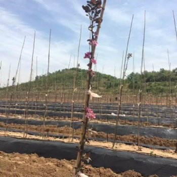 山西pp防草布 山東果園防草布廠家 防草地布價格