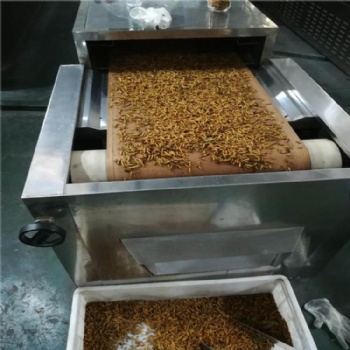大麥蟲烘干箱|黃粉蟲膨化機|面包蟲膨化干燥箱