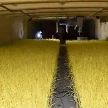 飛龍農業溫控：溫室大棚在夏季如何種植反季蒜黃
