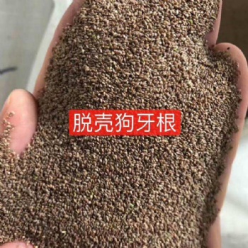 廣西狗牙根種子草坪草皮常用百慕大草籽護(hù)坡綠化草種批發(fā)