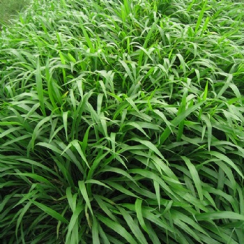 廣西寬葉雀稗種子護(hù)坡綠化常用草種噴播掛網(wǎng)植草常用百喜草草籽批發(fā)