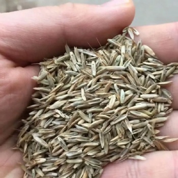 廣西多年生黑麥草種子耐寒耐旱邊坡綠化常用草籽草種批發(fā)廠家供應(yīng)可開(kāi)發(fā)票