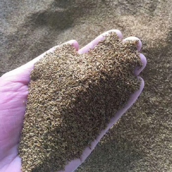 廣西結(jié)縷草種子四季常青矮生細(xì)葉草坪不修剪綠化耐踐踏草籽草種批發(fā)