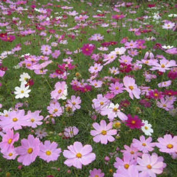 廣西波斯菊種子打造花?；ɑ芨裆；ㄗo坡固土邊坡綠化花種批發