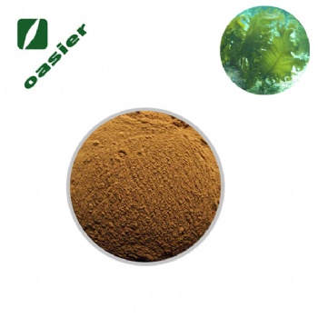 歐澤生物 海萵苣 海白菜**4:1 海白菜粉