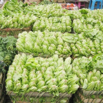 東莞蔬菜配送公司/工廠食堂承包/線上下單優(yōu)菜王