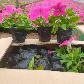 石家莊草花批發，石家莊矮牽牛批發基地，時令草花彩葉草批發