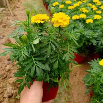 廊坊草花批發基地，廊坊歐石竹批發，四季草花孔雀草批發