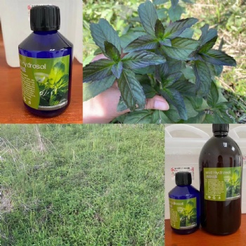 野外野生有機(jī)胡椒薄荷新鮮枝條 椒樣薄荷歐薄荷純露精油原材料批發(fā)