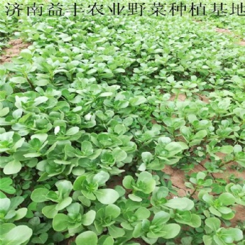 野菜種子批發(fā) 馬齒莧種子價格