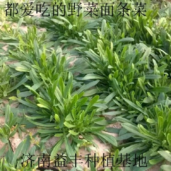 野菜種子倍受城鄉居民的歡迎野菜品種 面條菜種子